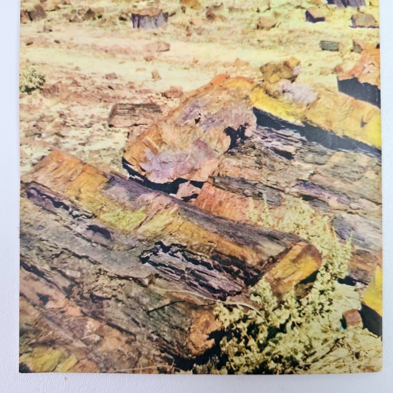 1951 A Story of The Petrified Forest Agatized Rainbows Popular Series No. 3 Book