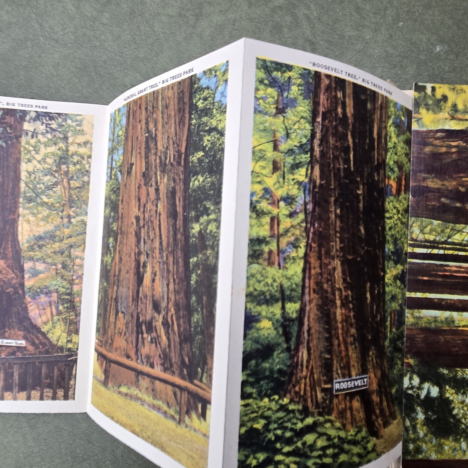 Vintage California Big Trees Park Souvenir Postcard Folder 18 Images