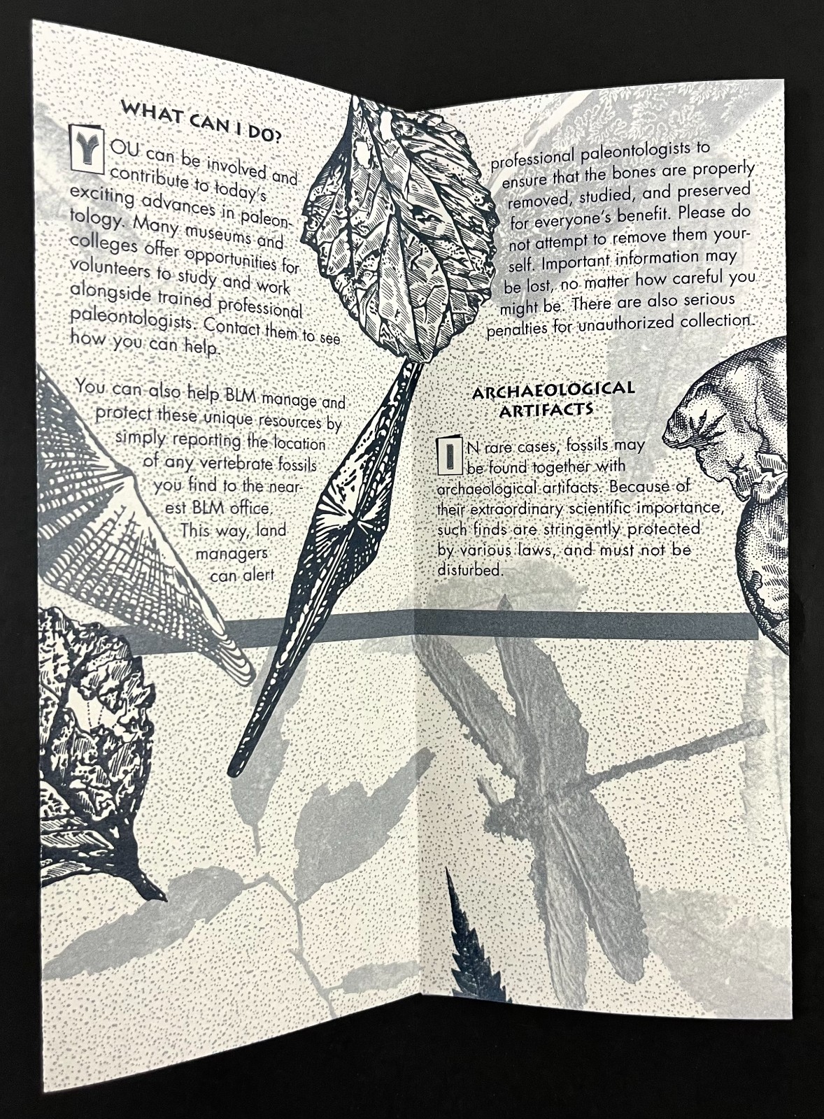 1990s Fossils On America’s Public Lands National Parks Vintage Travel Brochure