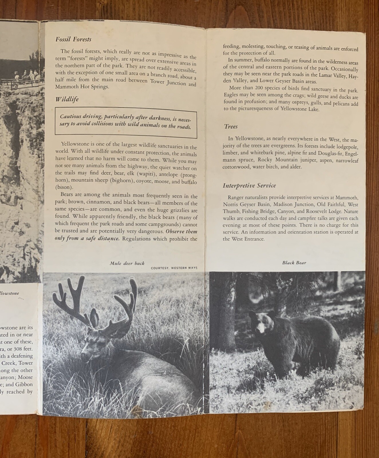 Original 1956 Yellowstone National Park Travel Brochure Wyoming, Montana, Idaho