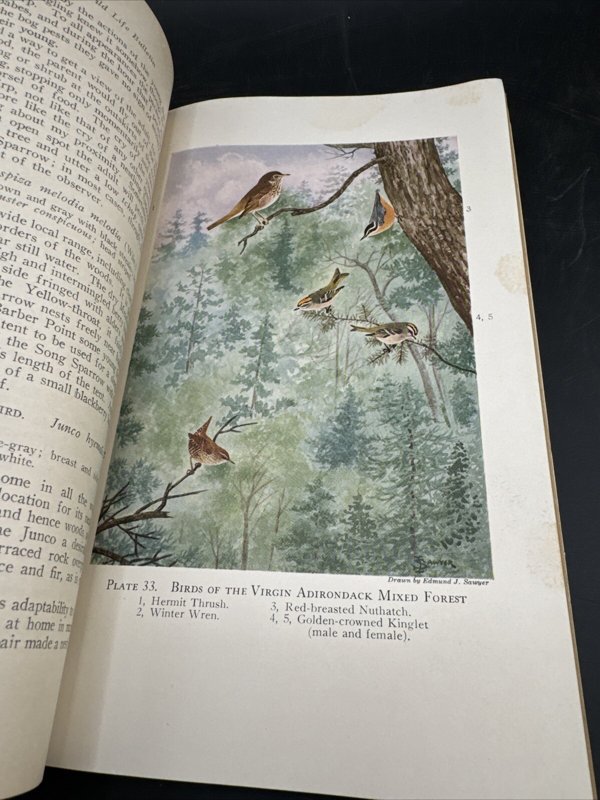 Roosevelt Wild Life Bulletin Birds💥March 1923 Vol 1,Number 4