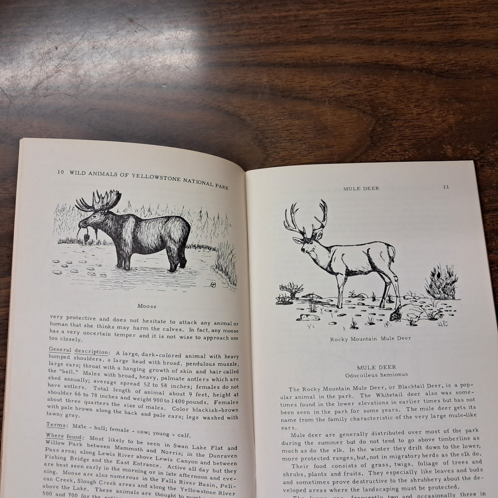 1954 Wild Animals Of Yellowstone National Park From Library Of Dorothy Hanson
