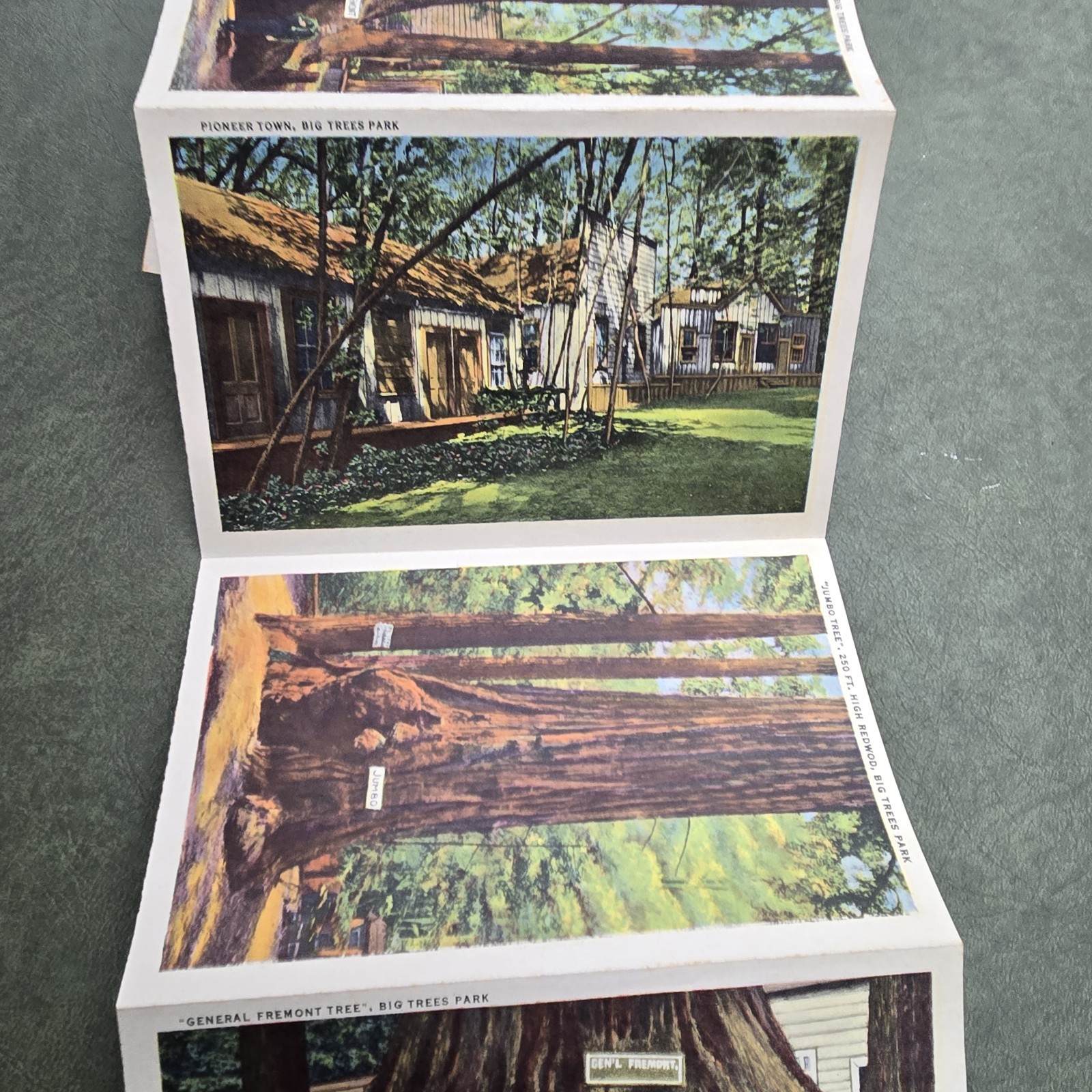 Vintage California Big Trees Park Souvenir Postcard Folder 18 Images