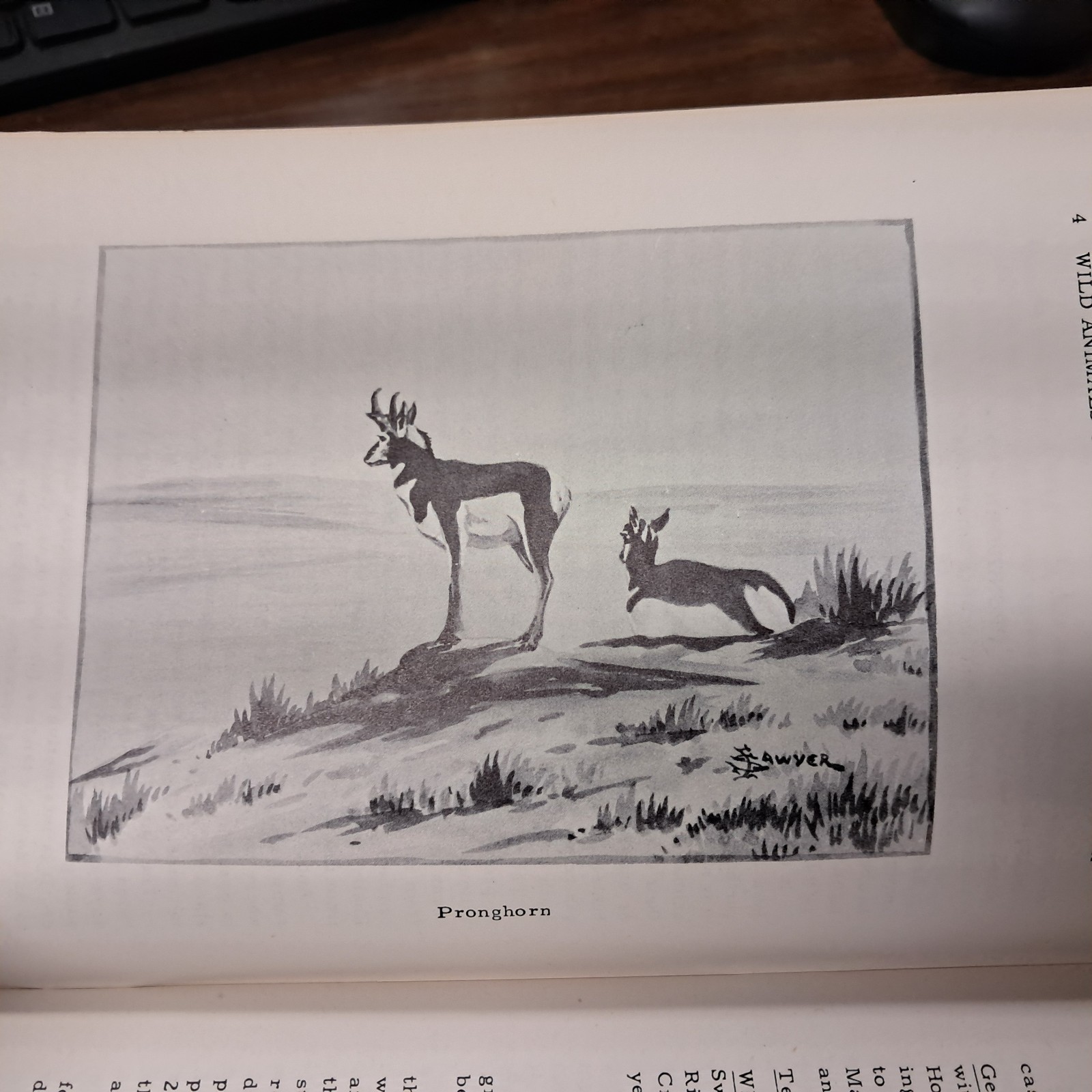 1954 Wild Animals Of Yellowstone National Park From Library Of Dorothy Hanson