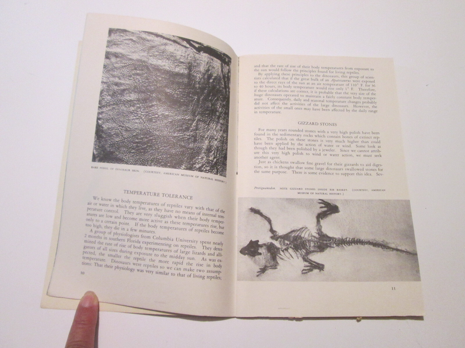 1958 Dinosaur Quarry Booklet & 1957 Dinosaur Nat’l Monument Brochure NPS