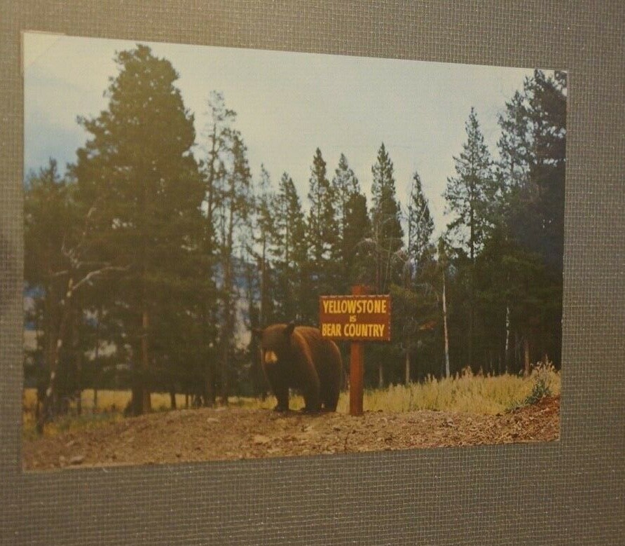 Ironic Vintage YELLOWSTONE NATIONAL PARK BEAR & SIGN RRP PHOTO Super Framing