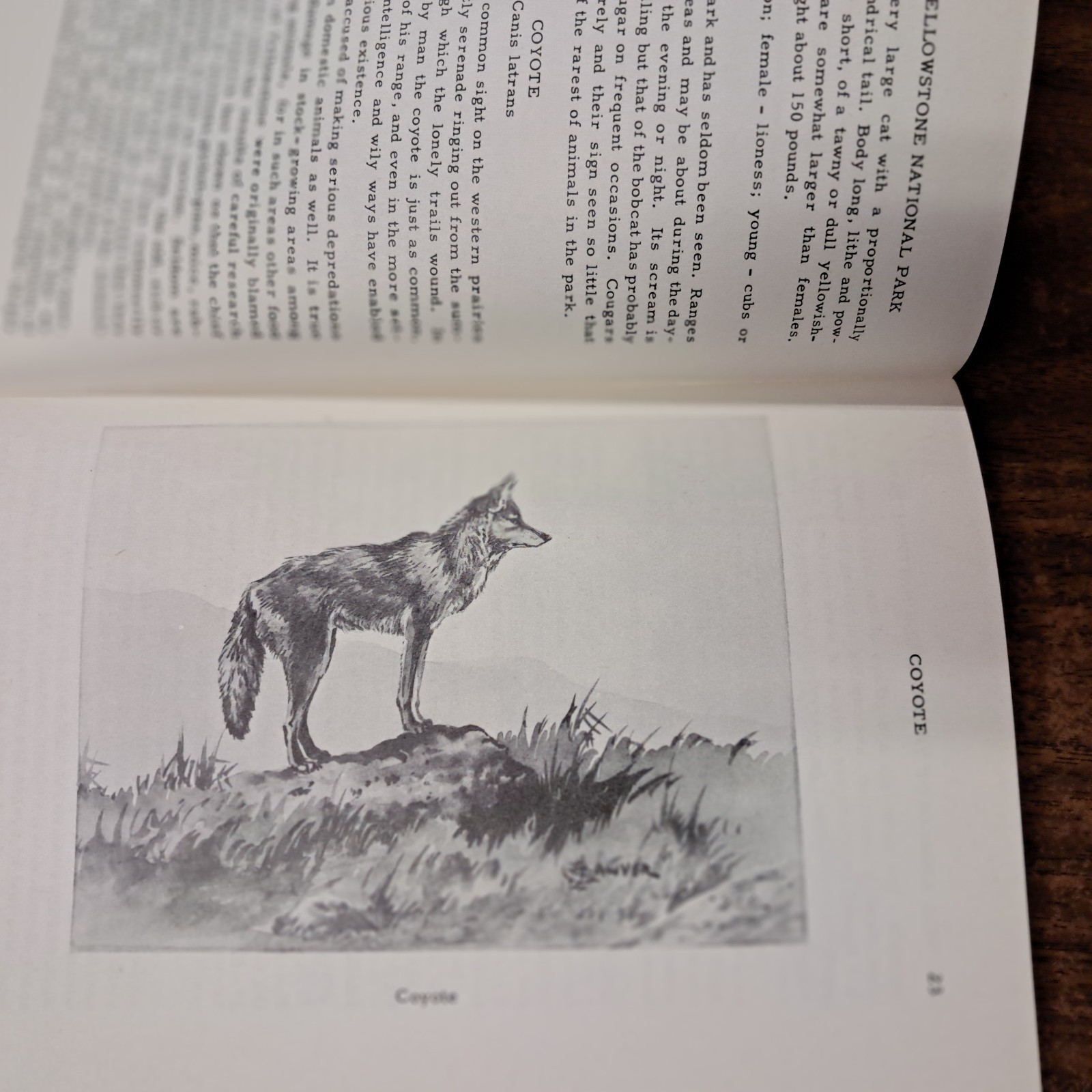1954 Wild Animals Of Yellowstone National Park From Library Of Dorothy Hanson