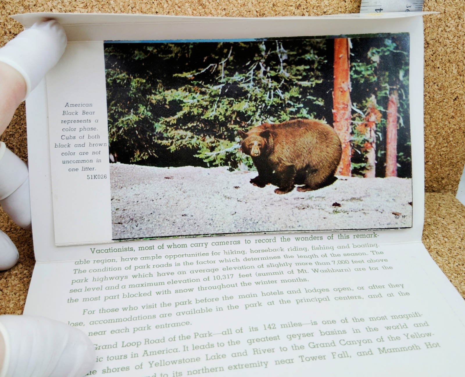 Yellowstone National Park Vintage Foldout Folder Natural Color Reproduction 1957