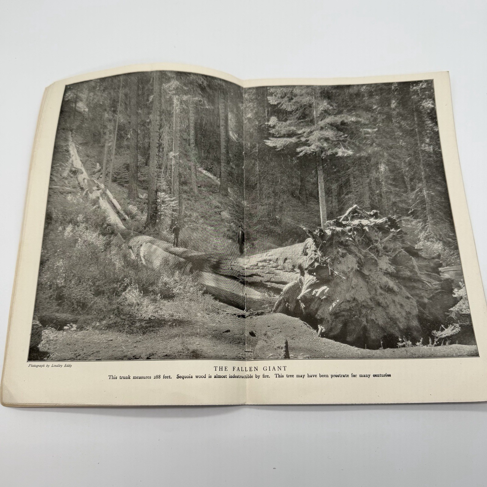 “SEQUOIA “The Big Tree National Park U S Dept of The Interior Booklet – 1916