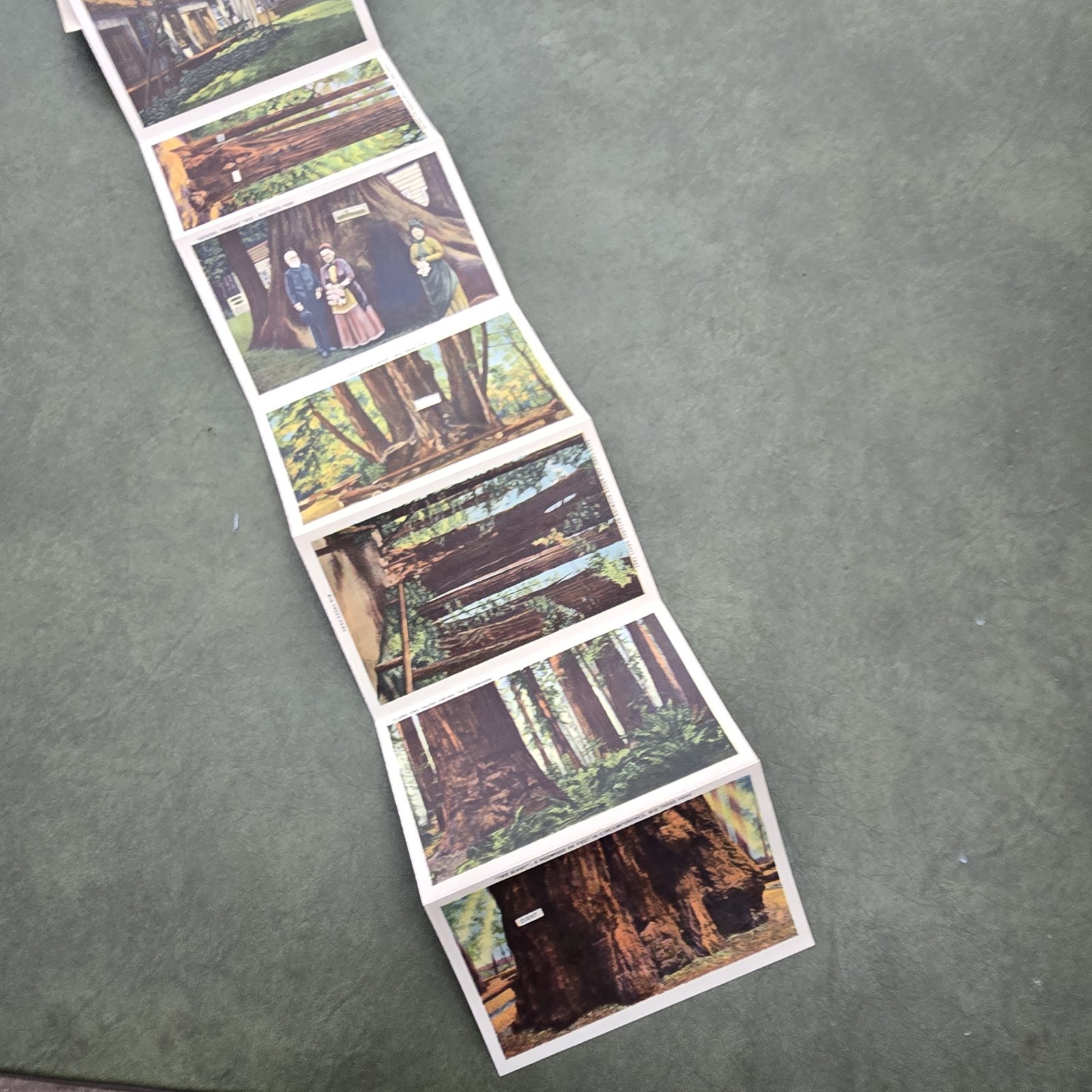 Vintage California Big Trees Park Souvenir Postcard Folder 18 Images