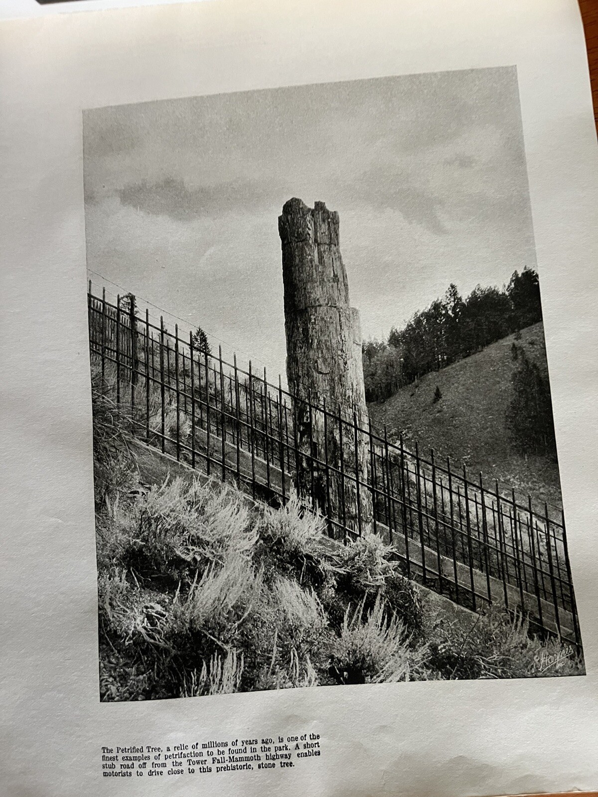 Vintage 1940 Hayne ‘ s Souvenir Album Yellowstone National Park B&W Photo Album